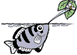 テッポウ魚